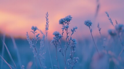 Fototapeta premium A beautiful evening scene showing field flowers at dusk