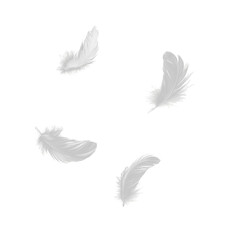 Obraz premium Set of isolated falling white fluffy twirled feathers on png transparent background, generate ai