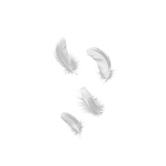 Obraz premium Set of isolated falling white fluffy twirled feathers on png transparent background, generate ai