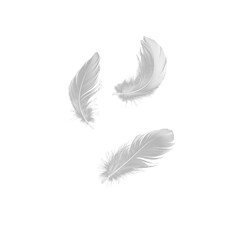 Obraz premium Set of isolated falling white fluffy twirled feathers on png transparent background, generate ai