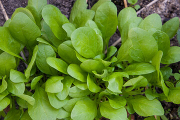 Close up of a young spinach plant growing in a vegetable garden.
