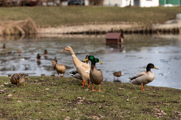 A flock of wild ducks on the shore near the lake. Ducks swim in the water