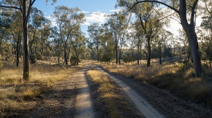 Obraz premium A sunny dirt road winds through a lush forest environment