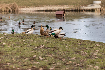 A flock of wild ducks on the shore near the lake. Ducks swim in the water