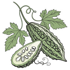 Fototapeta premium Realistic full-body vector artwork of bitter gourd with leaves