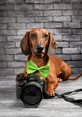 dachshund dog lying with a camera