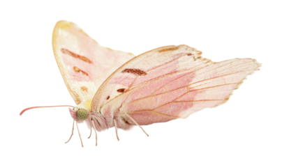 Butterfly resting on a delicate flower petal showcasing intricate wing patterns and soft colors in a natural habitat, cut out
