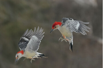 Red Bellied woodpeckers flying in late winter