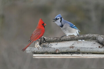 Jay trheatening a Cardinal