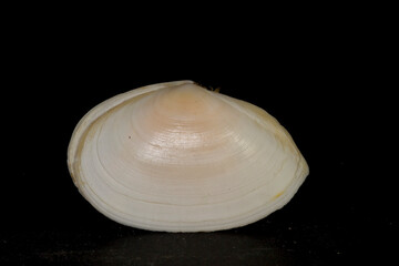 white seashell on black background, Tellina (Peronaea) planata