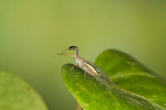 Mantis lacewing, Mantispa styriaca, Poda pagana, Mantispa pagana, Sardinia, Italy