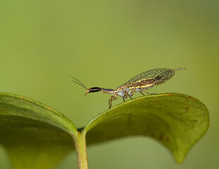 Mantis lacewing, Mantispa styriaca, Poda pagana, Mantispa pagana, Sardinia, Italy