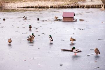 Fototapeta premium Wild ducks stand on the ice on the lake. A flock of wild ducks on the lake