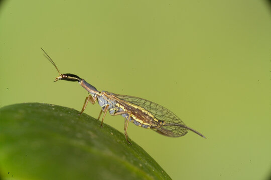 Mantis lacewing, Mantispa styriaca, Poda pagana, Mantispa pagana, Sardinia, Italy