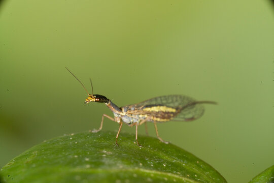 Mantis lacewing, Mantispa styriaca, Poda pagana, Mantispa pagana, Sardinia, Italy