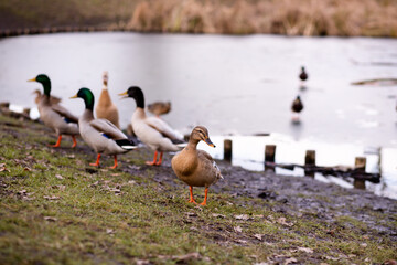 A flock of wild ducks on the shore near the lake. Ducks swim in the water
