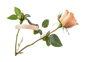 Elegant rose bouquet with blooming flower and bud on a delicate stem for celebrations or decor, cut out