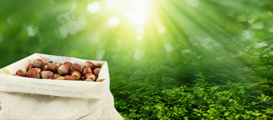 Fresh hazelnuts in a burlap sack, glowing in a sunny forest. 