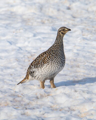 Sharp tailed grouse in the snow