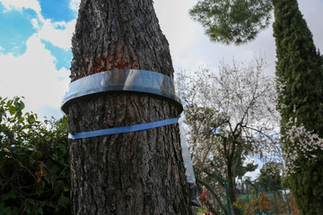Processionary caterpillar. Trap to catch the caterpillar on its way from the top of the pine tree...