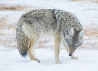 Coyote in the winter snow