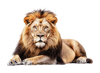 Fototapeta premium Majestic lion resting on grass during daylight in natural habitat showcasing strength and beauty, cut out