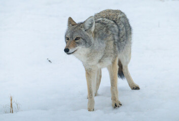 Naklejka premium Coyote in the winter snow