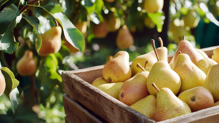 Golden pears in rustic wooden crate, fresh harvest, sunlit orchard, green foliage, organic farm, ripe fruits, pear plantation, natural agriculture, summer season.
