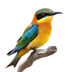 Fototapeta premium A Bee-eater isolated on transparent background, PNG