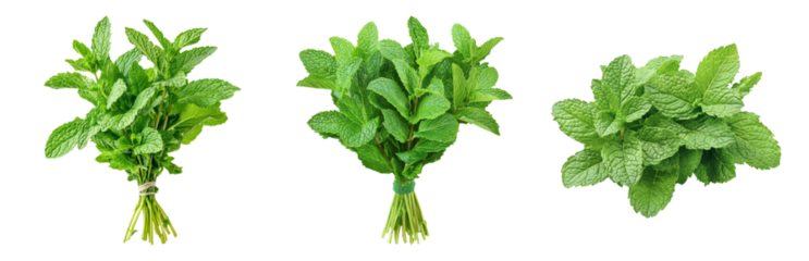 Fresh Mint Bunches Isolated on White Isolated on transparent background