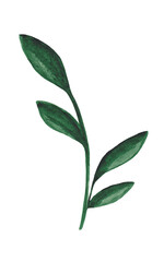 Watercolor green plant isolated on white background. Floral design element.