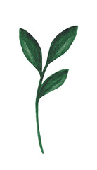 Obraz premium Watercolor green plant isolated on white background. Floral design element.