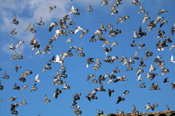 Vol de pigeons