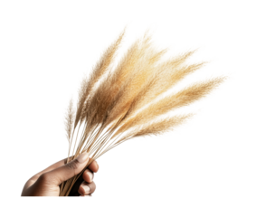 Holding dried ornamental grass bouquet for home decor and nature-inspired design ideas in a minimalist style, cut out