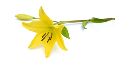 Yellow lily flowers on a white background