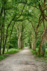 Naklejka premium Forest Path At Chenonceau