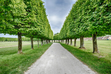 Path With An Avenue Of Trees