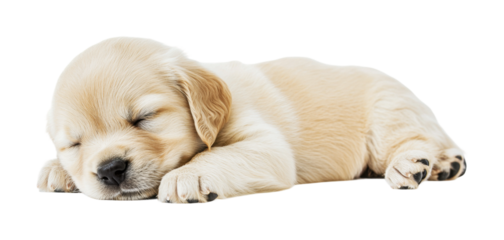 Cute golden retriever puppy sleeping peacefully on soft surface, perfect for animal lovers and pet enthusiasts looking for adorable visuals and warmth, cut out