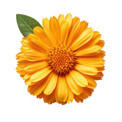 Crisp Calendula isolated on transparent background, PNG