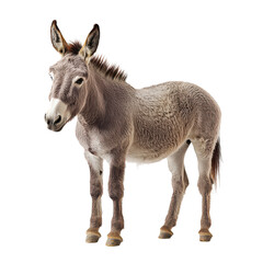Donkey isolated on transparent background, PNG