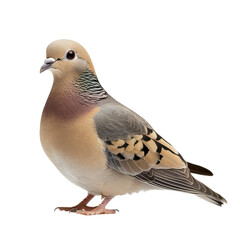Fototapeta premium Dove isolated on transparent background, PNG