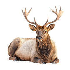 Fototapeta premium Elephant isolated on transparent background, PNG