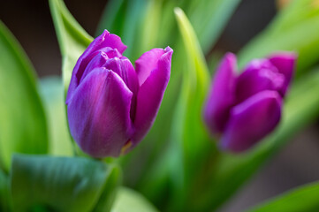 Colorful tulip, flower close-up photo, shallow depth of field