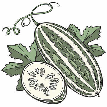 Pointed Gourd - Full-body realistic vector artwork