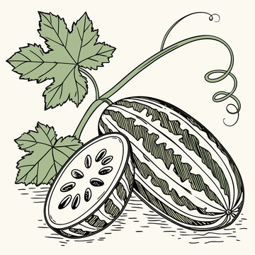 Pointed Gourd - Full-body realistic vector artwork