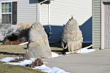 Bushes Covered for Winter