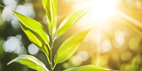 Obraz premium Lush green foliage against a soft golden light, capturing the essence of nature's vitality and tranquility. The image evokes peace.