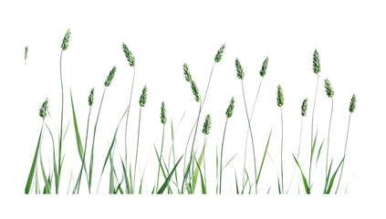 Green grass blades dancing in a gentle breeze capture the essence of nature's tranquility and serenity during springtime, cut out