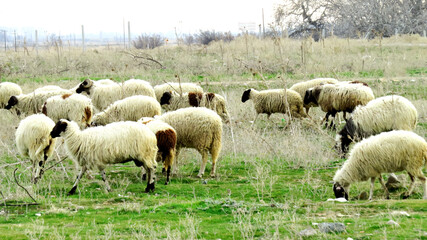 Sheep are grazing in the pasture, Greece