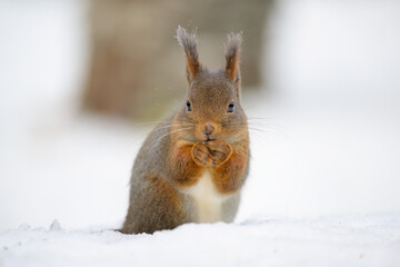 Cute Norwegian Red squirrel (Sciurus vulgaris) in snow